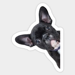 French Bulldog Peekaboo Sticker